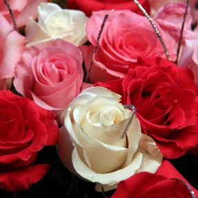 rose - Salons funéraires saint-michel-de-maurienne